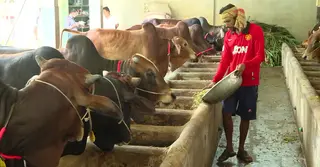 কোরবানি ঘিরে কুমিল্লায় গরু প্রস্তুত খামারিদের